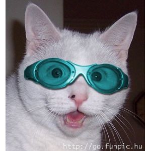 Foto tifosi