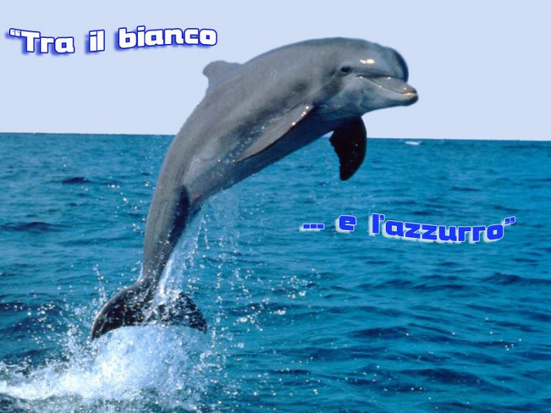 Tra il bianco e l'azzurro, foto 1