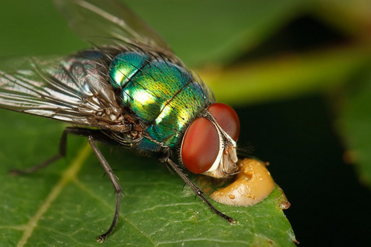 Сон муха большая. Навозная Муха. Муха с зелеными глазами. Много мух.